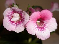 Sinningia 'Ozark Pink Popcorn' Sinningia 'Ozark Pink Popcorn'